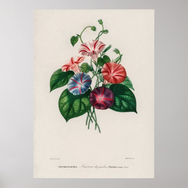 Poster Gloire du matin (Pharbitis hispida (Devant)