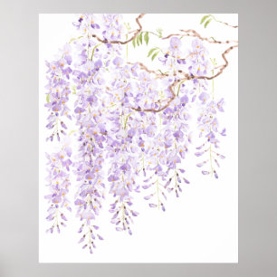 Poster glycine en floraison 2023