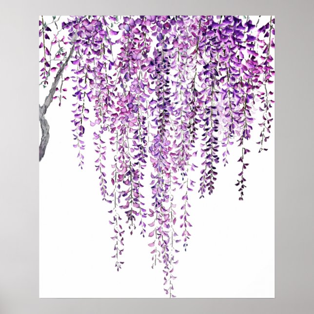 Poster glycine violette en fleur (Devant)