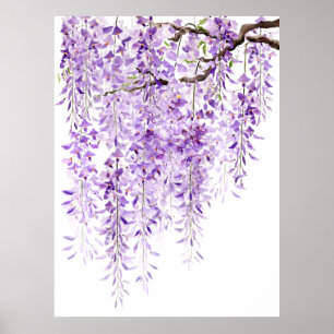 Poster glycine violette peinte à la main en fleurs 2024