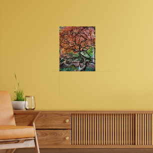Poster Gnarly Twisted Japanese Maple Tree Photo