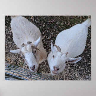Poster Goat Bros