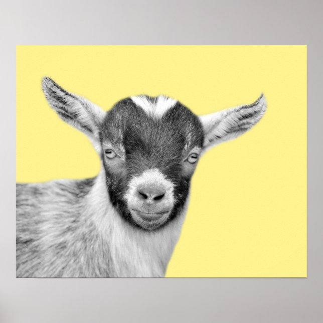 Poster Goat farm animal photo peecaboo black and white (Devant)