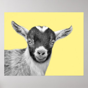 Poster Goat farm animal photo peekaboo black and white