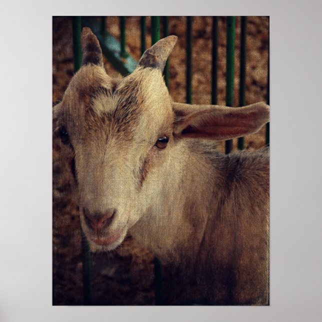 Poster Goat Kid à la Foire du Comté (Devant)