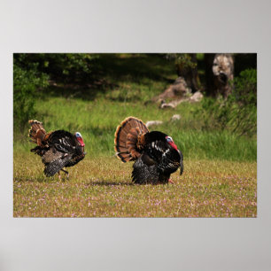 Poster Gobblers de Turquie sauvage