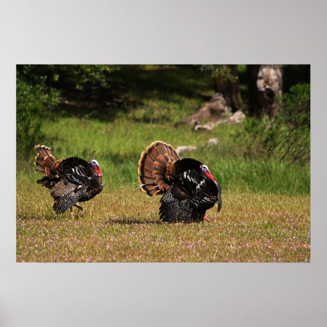 Poster Gobblers de Turquie sauvage (Devant)