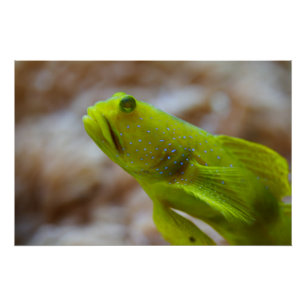 Poster Gobie de crevettes jaune