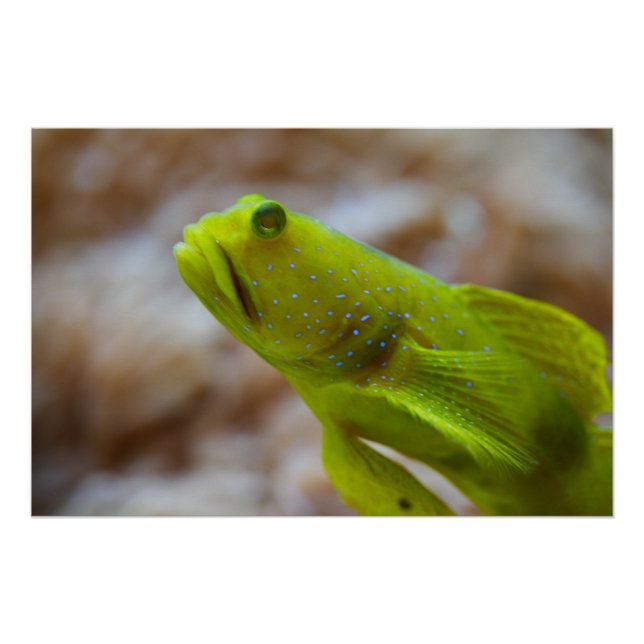 Poster Gobie de crevettes jaune (Devant)