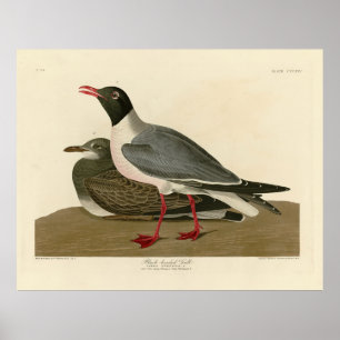 Poster Goéland à tête noire des oiseaux américains d'Audu