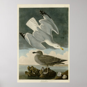 Poster Goéland argenté des oiseaux américains de John Aud