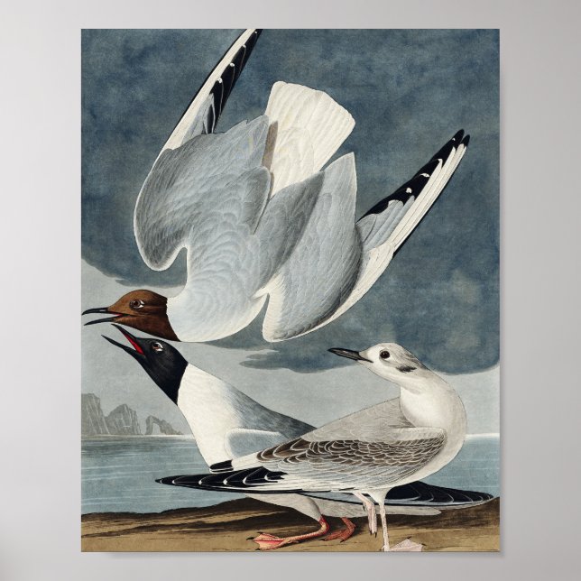 Poster Goéland bonapartien des oiseaux d'Amérique (Devant)