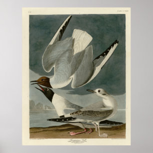 Poster Goéland bonapartien des oiseaux d'Amérique d'Audub