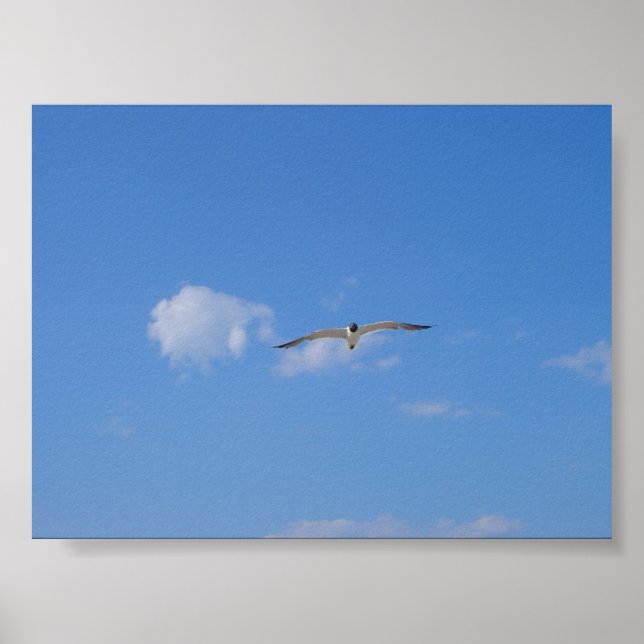 Poster Goéland volant (Devant)