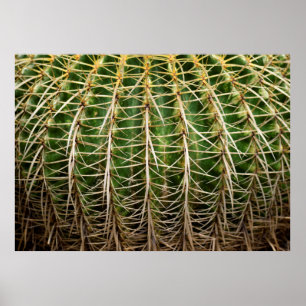 Poster Golden Barrel Cactus
