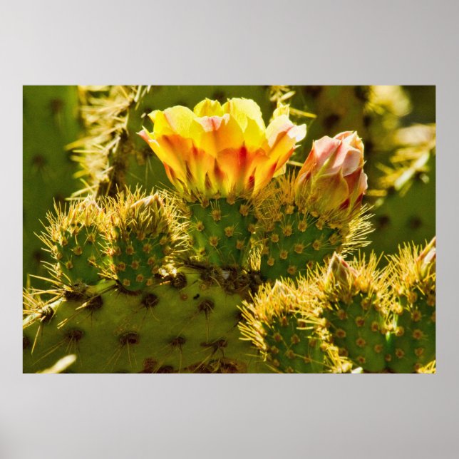 Poster Golden Bloom (Devant)