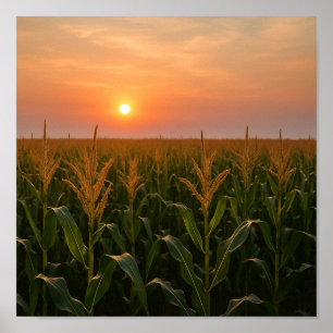 Poster Golden Cornfield Sunset Arrière - plan