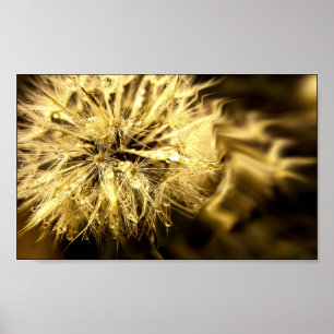 Poster Golden Dandy Dreams