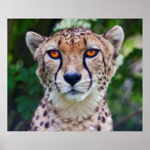 Poster Golden Eyes Imprimer