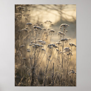 Poster Golden Frosty Matin Flamand Campagne