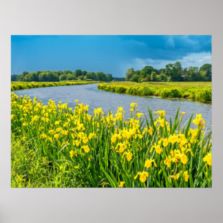 Poster Golden Irises inspiring the symbol Fleur de Lis. 