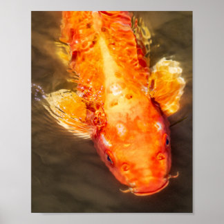 Poster Golden Koi Swnatation