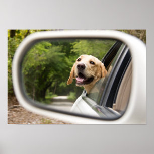 Poster Golden Labrador En Réarview Mirror
