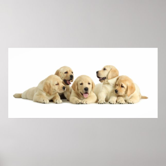 Poster Golden Labrador Pupile (Devant)