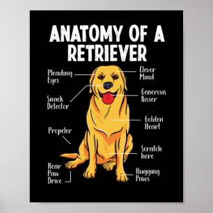 Poster Golden Labrador Retriever Anatomy of A Retriever