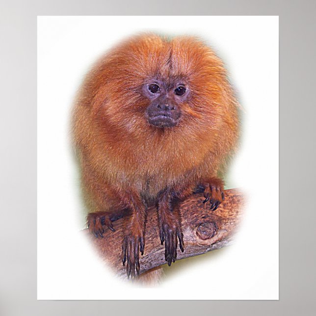 Poster Golden Lion Tamarin, Golden Marmoset Monkey Brésil (Devant)