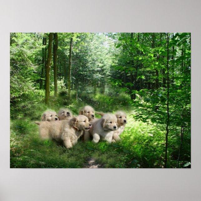 Poster Golden Puppies (Devant)