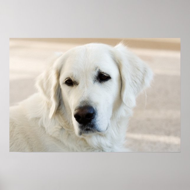 Poster Golden Retriever (Devant)