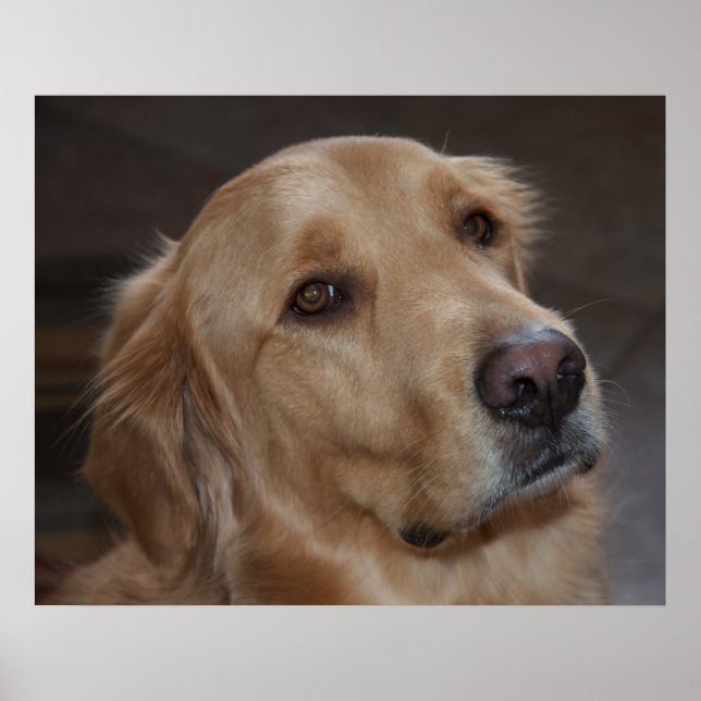 Poster Golden Retriever (Devant)