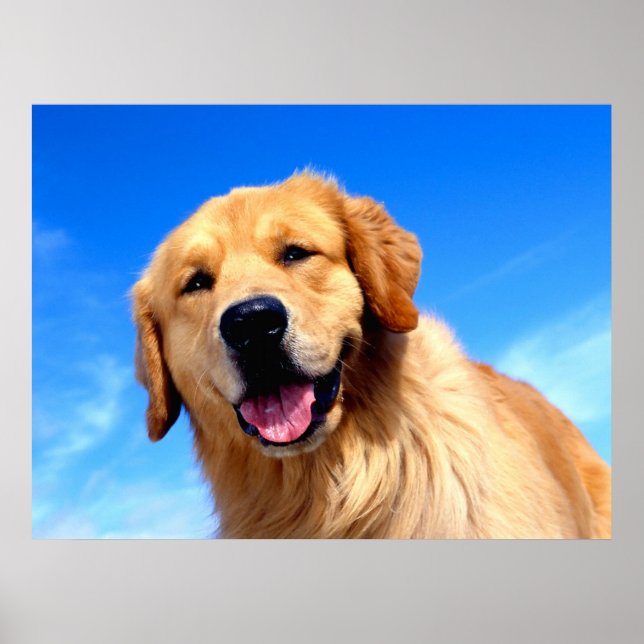 Poster Golden Retriever (Devant)