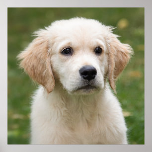 Poster Golden retriever