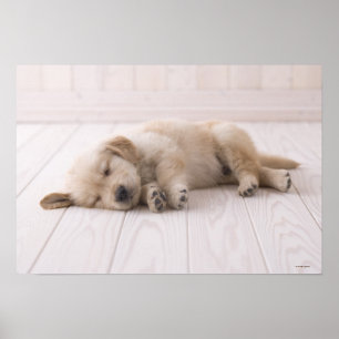 Poster Golden retriever