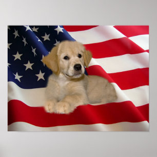 Poster Golden Retriever All American Puppy