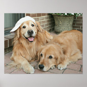 Poster Golden retriever avec la casquette de baseball