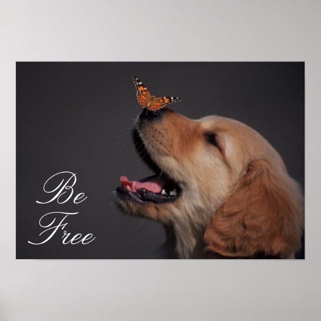 Poster Golden Retriever Avec Papillon Sur Son Nez (Devant)