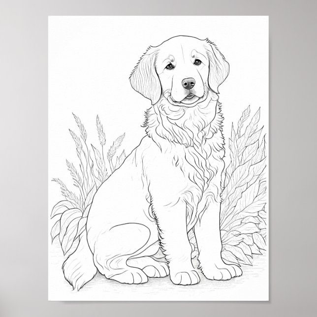Poster Golden Retriever Chien Adult Coloration (Devant)