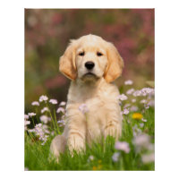Golden Retriever Chien Cute Goldie Chiot, Photo