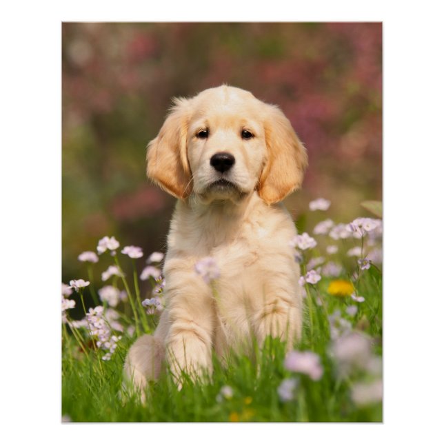 Poster Golden Retriever Chien Cute Goldie Chiot, Photo (Devant)