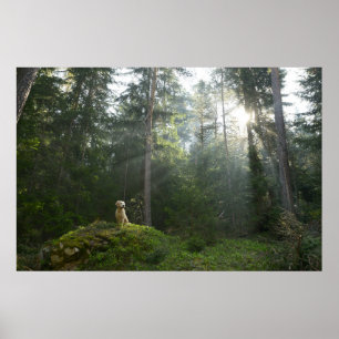 Poster Golden Retriever Chien Pine Woodland