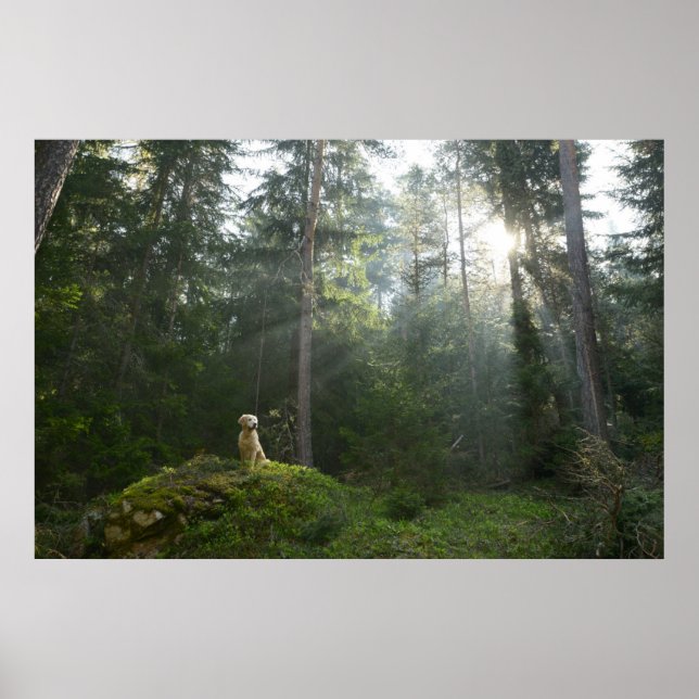 Poster Golden Retriever Chien | Pine Woodland (Devant)