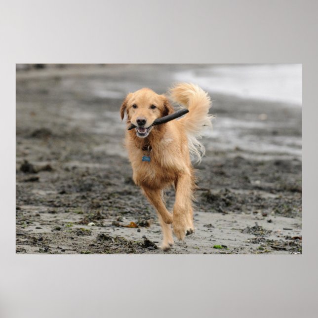 Poster Golden Retriever Courant Avec Bâton Dans La Bouche (Devant)