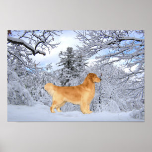 Poster Golden Retriever Danny Boy Imprimer