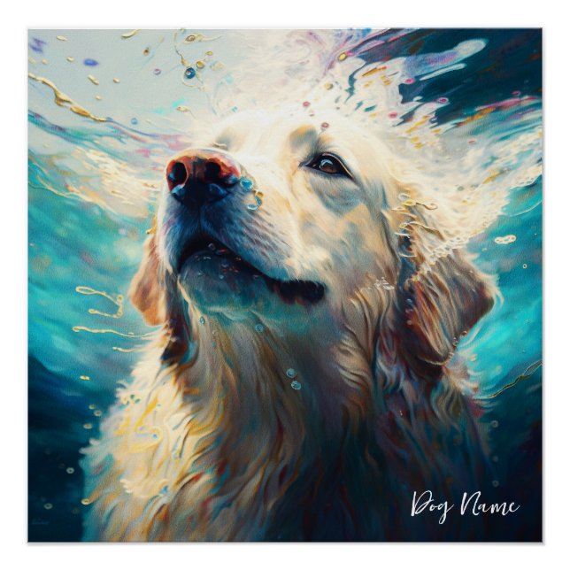 Poster Golden Retriever dog swimming in water 005 (Devant)