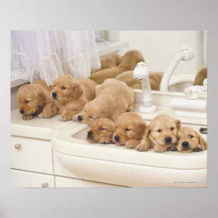 Poster Golden Retriever ; est relativement moderne et 2