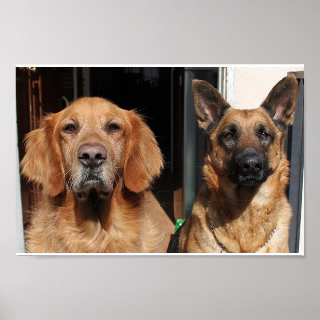 Poster Golden Retriever et German Shepherd (Devant)