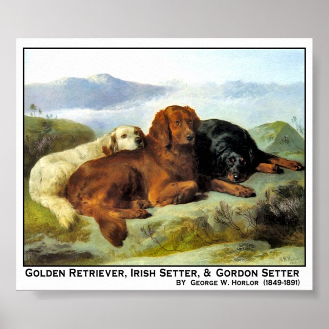 Poster Golden Retriever, Irish Setter & Gordon Setter (Devant)